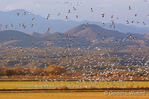 Snow Goose Fly-In_73247.jpg - Snow Geese (Chen caerulescens) in flightPhotographed in the Bosque del Apache National Wildlife Refuge near San Antonio, New Mexico, USA.